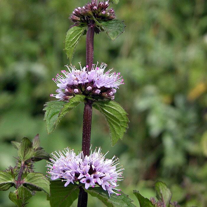 Descubre: Menta piperita (abr 2019) - Farmacia Japi (7)