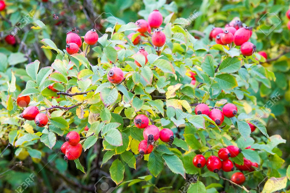 Descubre: Aceite Vegetal Rosa de Mosqueta (ago 2019) - Farmacia Japi (7)
