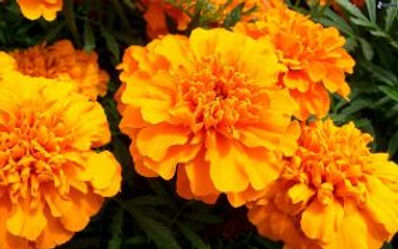 Descubre: Aceite Vegetal de Caléndula (jul 2019) | Blog Farmacia Japi - Farmacia Japi (2)