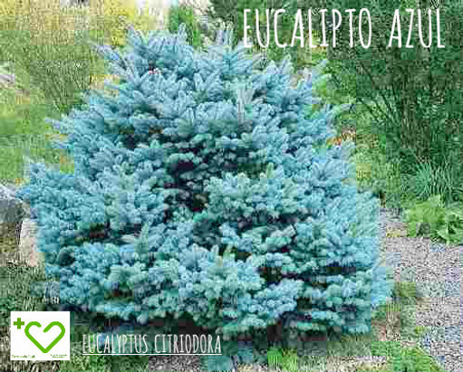 Día de la Tierra: Aceites Esenciales (abr 2016) | Blog Farmacia Japi - Farmacia Japi (4)