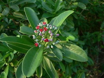 Descubre: Mandravasarotra (mar 2019) | Blog Farmacia Japi - Farmacia Japi (2)