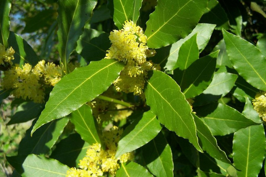 Descubre: laurel (feb 2019) - Farmacia Japi (7)