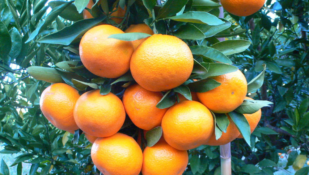 Descubre: Mandarina (mar 2019) - Farmacia Japi (7)