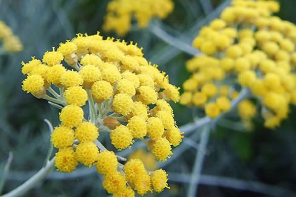 Artículos de María (autora) | Blog Farmacia Japi - Farmacia Japi (15)