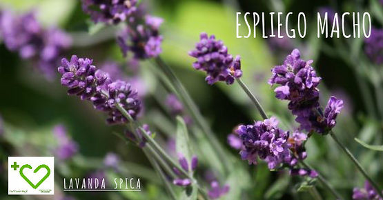 Día de la Tierra: Aceites Esenciales (abr 2016) | Blog Farmacia Japi - Farmacia Japi (3)