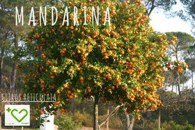 Día de la Tierra: Aceites Esenciales (abr 2016) | Blog Farmacia Japi - Farmacia Japi (8)
