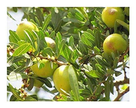 Descubre: Aceite Vegetal de Argán (jul 2019) | Blog Farmacia Japi - Farmacia Japi (2)