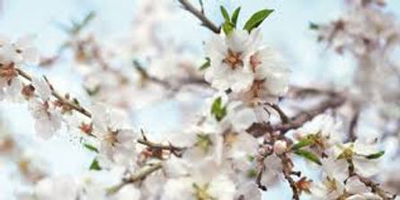 Descubre: Aceite Vegetal Almendra Dulce (jul 2019) | Blog Farmacia Japi - Farmacia Japi (2)