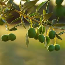 Descubre: Aceite Vegetal de Jojoba (ago 2019) - Farmacia Japi (7)