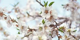 Descubre: Aceite Vegetal Almendra Dulce (jul 2019) - Farmacia Japi (7)