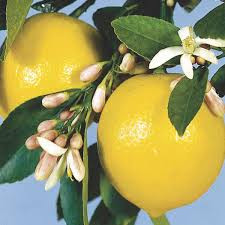 Descubre: Limón (mar 2019) - Farmacia Japi (7)
