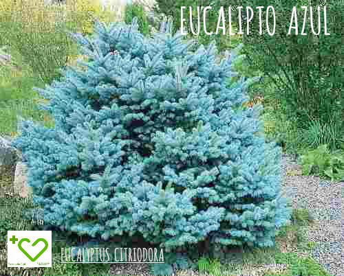 Día de la Tierra: Aceites Esenciales (abr 2016) - Farmacia Japi (9)