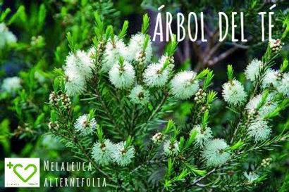 Día de la Tierra: Aceites Esenciales (abr 2016) | Blog Farmacia Japi - Farmacia Japi (2)