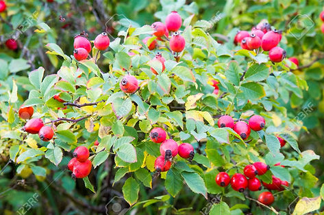 Descubre: Aceite Vegetal Rosa de Mosqueta (ago 2019) | Blog Farmacia Japi - Farmacia Japi (2)