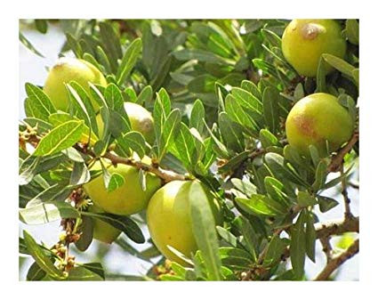Descubre: Aceite Vegetal de Argán (jul 2019) - Farmacia Japi (7)