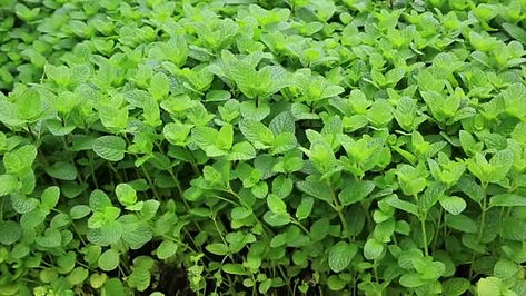 Descubre: Menta de campo (mar 2019) | Blog Farmacia Japi - Farmacia Japi (2)