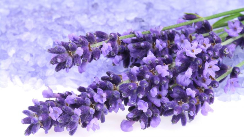 Descubre: Lavanda (feb 2019) - Farmacia Japi (7)