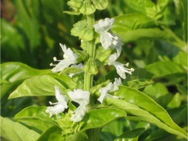 Descubre: Albahaca exótica. (nov 2018) - Farmacia Japi (7)
