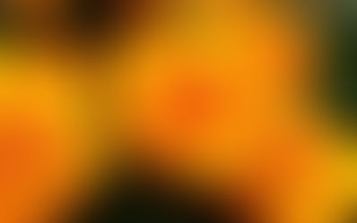Descubre: Aceite Vegetal de Caléndula