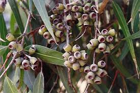Descubre: Eucalipto Radiata (ene 2019) - Farmacia Japi (7)