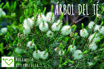 Día de la Tierra: Aceites Esenciales (abr 2016) - Farmacia Japi (7)