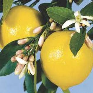 Descubre: Limón (mar 2019) | Blog Farmacia Japi - Farmacia Japi (2)