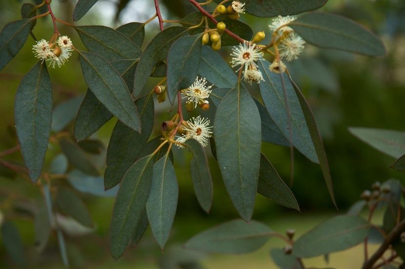 Descubre: Eucalipto Azul (dic 2018) - Farmacia Japi (7)